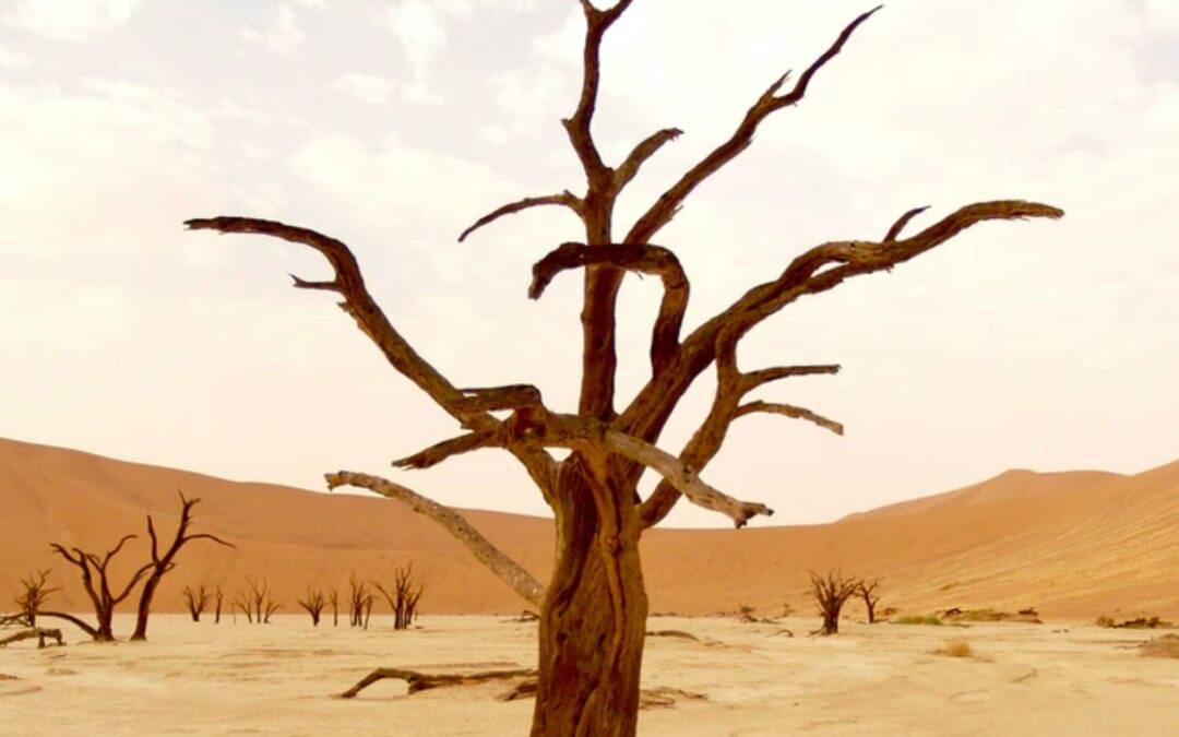 “beauty must switch from being part of the problem to becoming part of the solution”: IPCC publish sixth assessment report on climate change