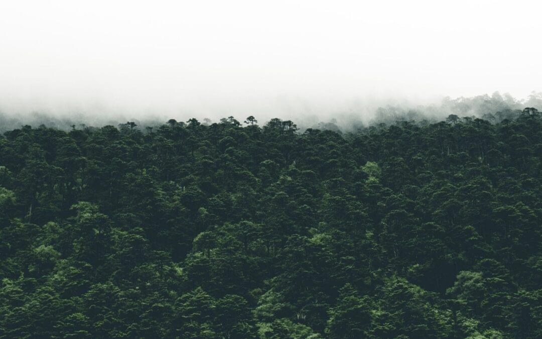 Competition & Markets Authority publish guidance on environmental claims