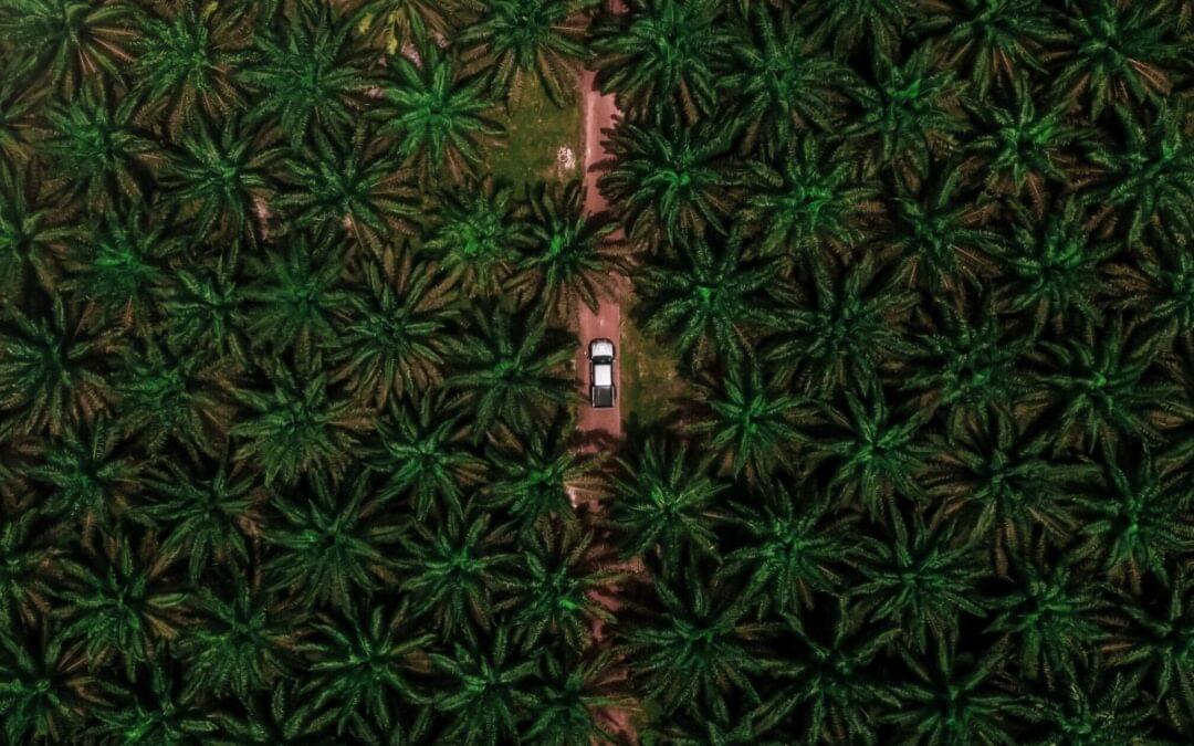 Sustainable Beauty Coalition: Palm Oil