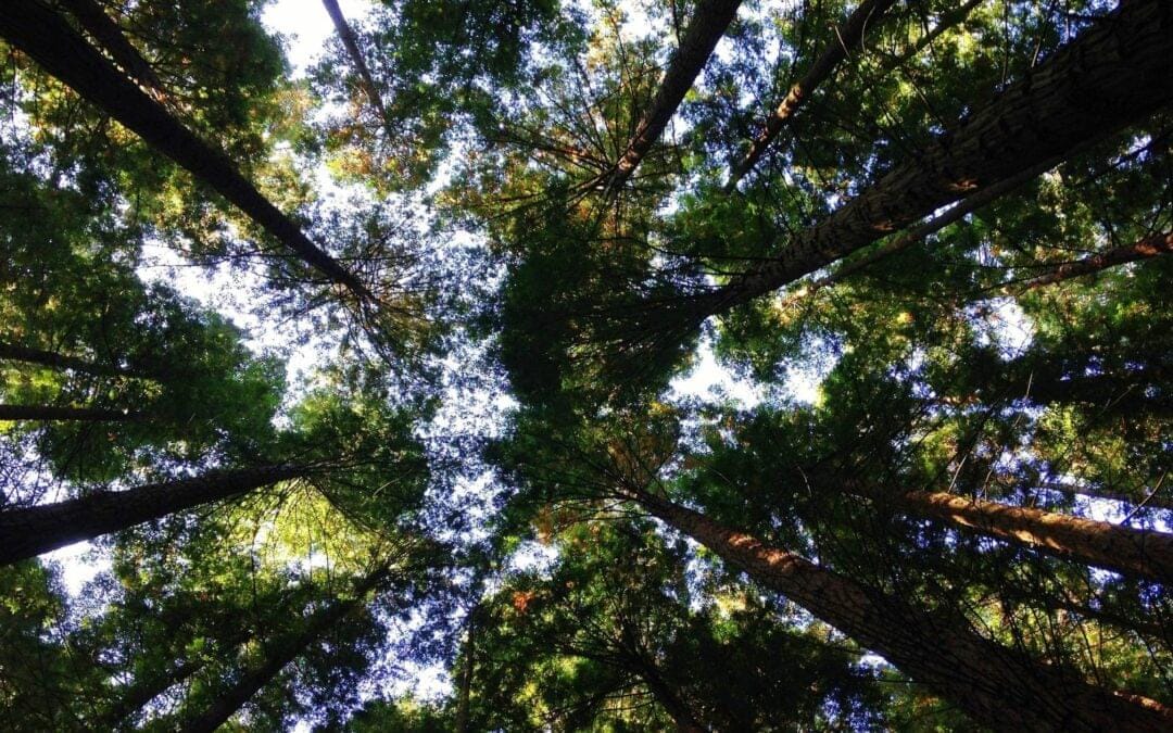 Do you make environmental claims on your products or services?