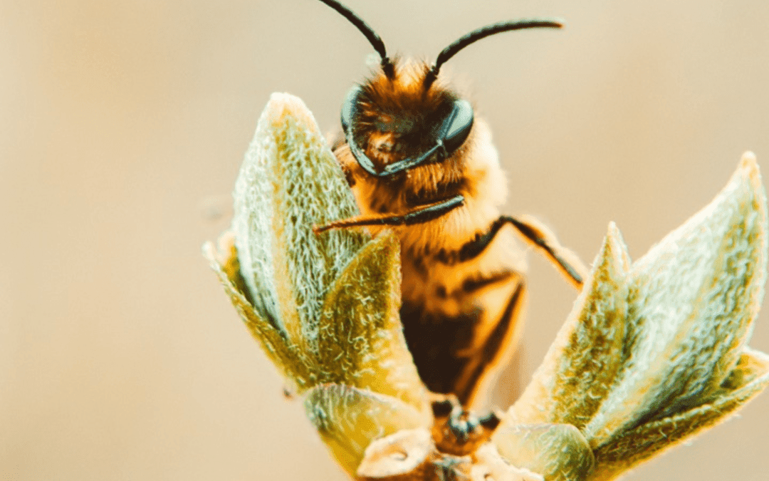 How to save the bees by writing to your MP
